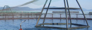 Aquaculture Net 2